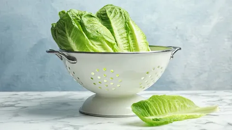 تصویر 1 از معرفی کاهو عمده + بهترین قیمت خرید